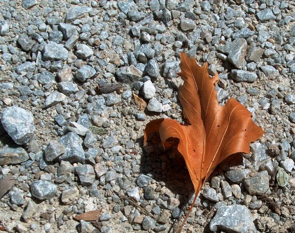 fallen leaf